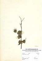 藏品(冬葵子)的圖片
